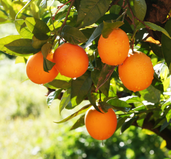 Orange | संतरा | Santra, 1 kg