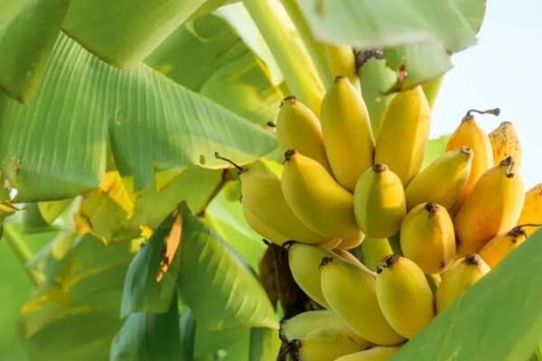 Banana | केला | Kela, 1 kg