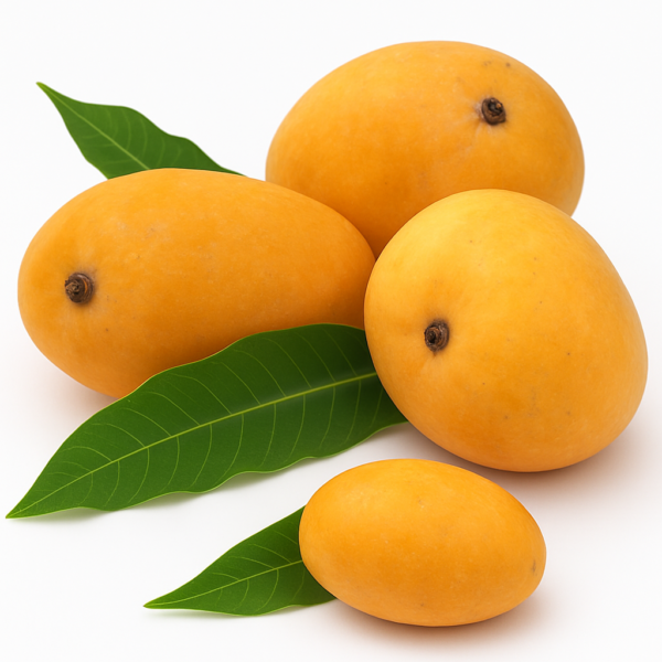 Safeda Mango | आम | Aam, 1 kg
