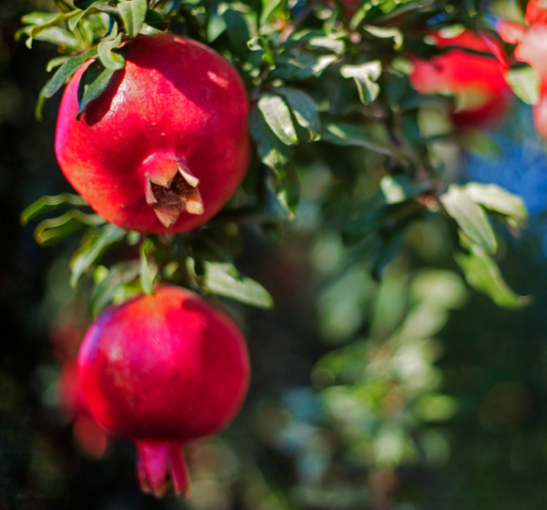 Pomegranate | अनार | Anar, 1 kg