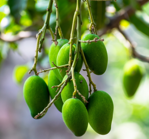 Mango | आम | Aam, 1 kg