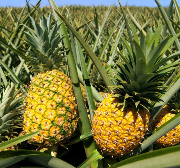 Pineapple | अनानास | Ananas, 1 kg