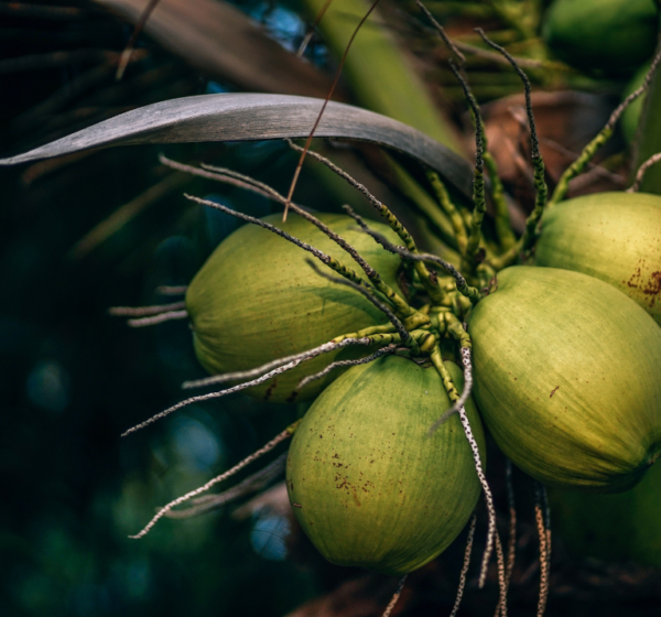 Coconut water | नारियल पानी | Nariyal Pani, 1 kg