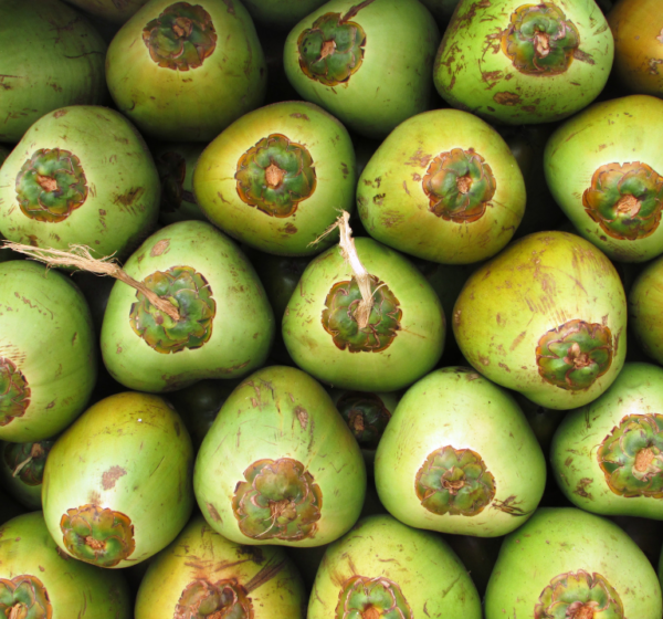 Coconut water | नारियल पानी | Nariyal Pani, 1 kg