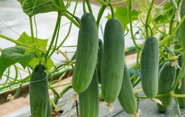 Cucumber | खीरा | Kheera, 1 kg