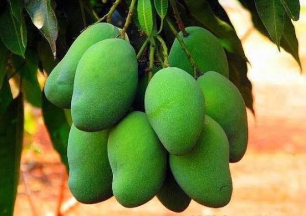 Mango | आम | Aam, 1 kg