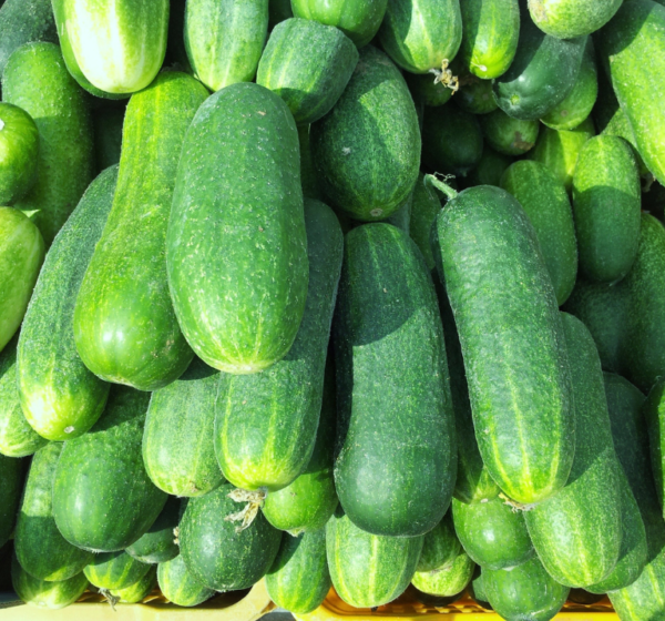 Cucumber | खीरा | Kheera, 1 kg