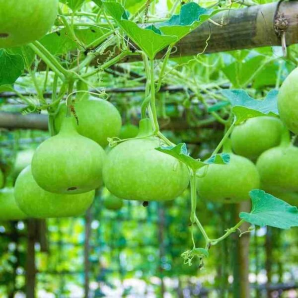 Apple Gourd | टिंडा | Tinda, 1 kg