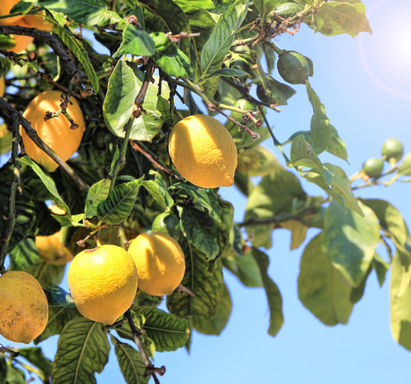 Lemon | नींबू | Neembu, 1 kg