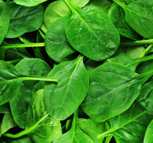 Green Spinach | हरा पालक | Hara Palak, 1 kg