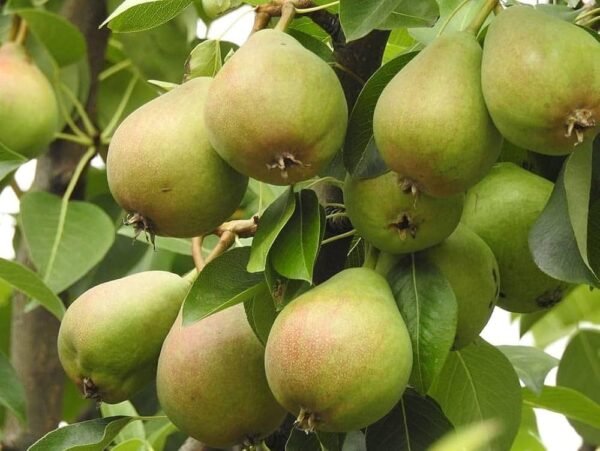Pear | नाशपाती | Nashpati, 1 kg