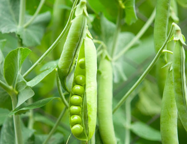 Pea | मटर | Matar, 1 kg