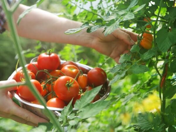 Tomato | टमाटर | Tamatar, 1 kg