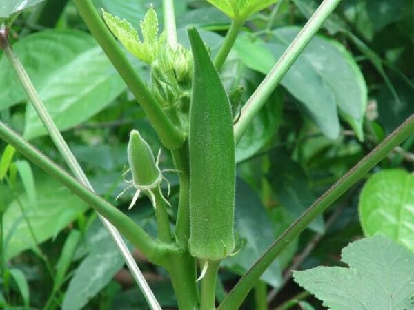 Lady Finger | भिंडी | Bhindi, 1 kg