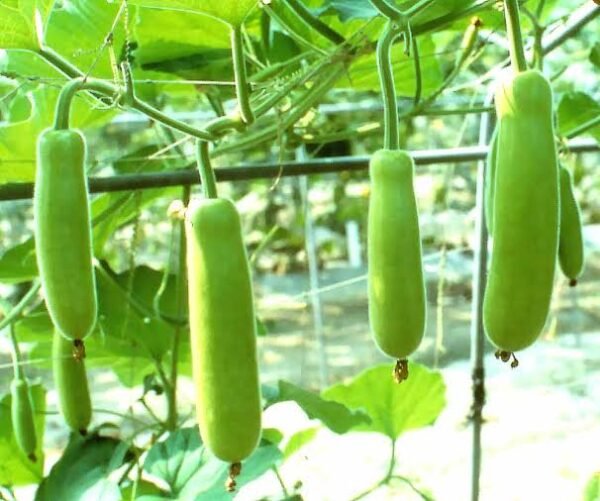 Bottle Gourd | लौकी | Lauki, 1 kg