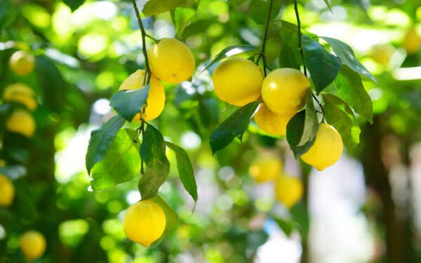Lemon | नींबू | Neembu, 1 kg