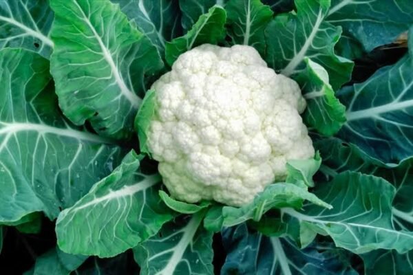 Cauliflower | फूलगोभी | Phool Gobhi, 1 kg