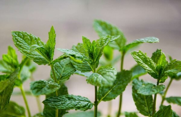 Mint Leaves | पुदीना | Pudina, 1 kg
