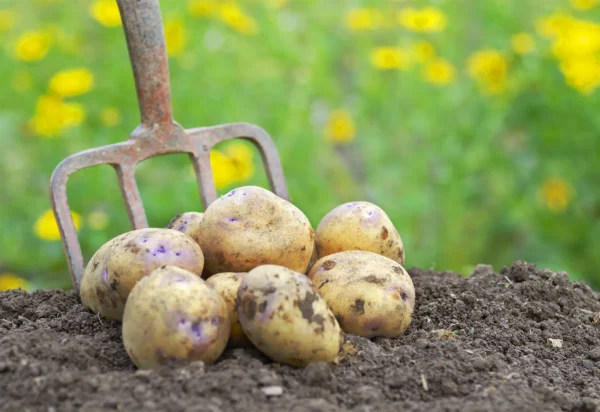 Potato | आलू | Aloo, 1 kg