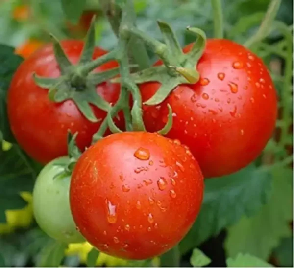 Tomato | टमाटर | Tamatar, 1 kg